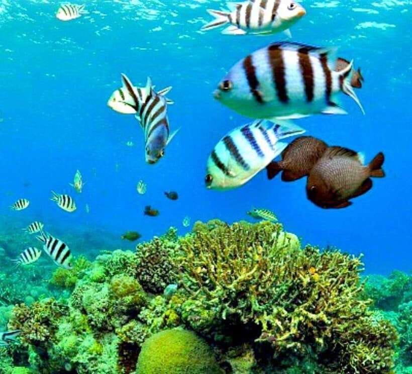 Cebu: Mactan Island Hopping Boat Tour with Lunch - Caohagan Island: the gentlest first stop