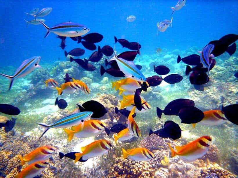 Cebu: Mactan Island Hopping Boat Tour with Lunch - The practical side of a long day at sea