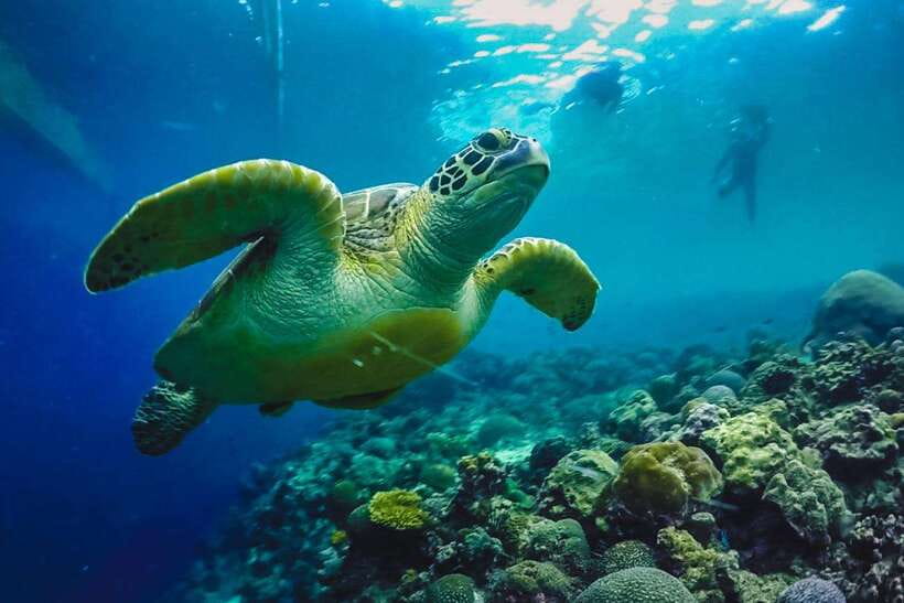 Cebu: Moalboal Island Hopping and Mantayupan Falls Day Trip - Key points at a glance