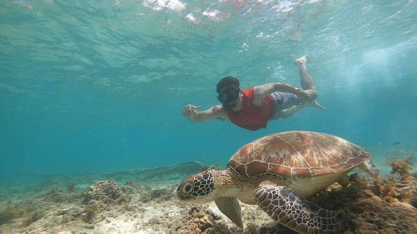 Cebu: Moalboal Island Hopping and Mantayupan Falls Day Trip - Turtle Point and responsible wildlife watching