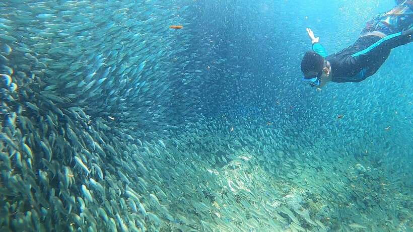 Cebu: Moalboal Island Hopping & Kawasan Falls Adventure - Two Cebu icons in one long day