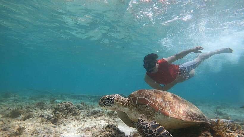 Cebu: Moalboal Island Hopping & Kawasan Falls Adventure - Pickup across Cebu, with private transport