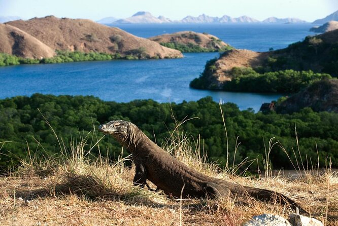 Daily Trip Highlight Komodo Archipelago by Speed Boat - Key points to know before booking