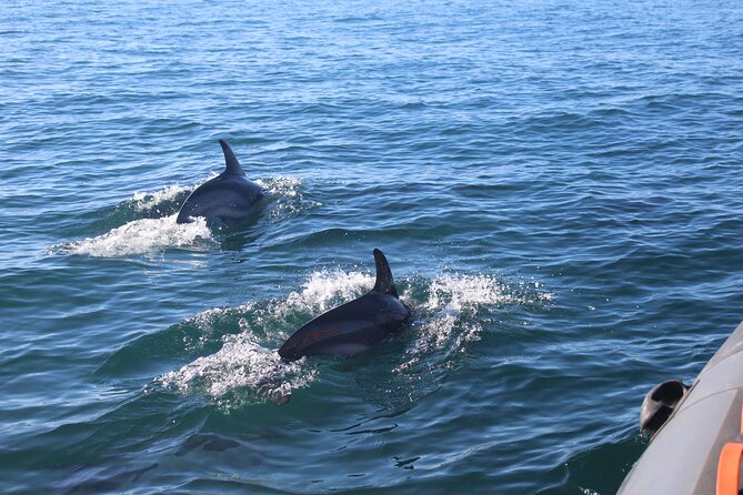 Dolphin Watching + 2 Islands Tour - From Faro - Ilha do Farol, the first island stop