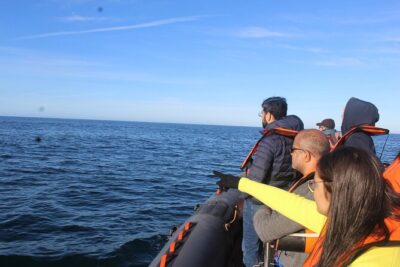 Dolphin Watching + 2 Islands Tour – From Faro