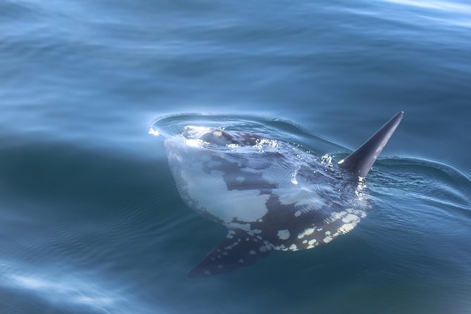 Dolphin Watching + 2 Islands Tour - From Faro - Ilha Deserta and the chance to swim