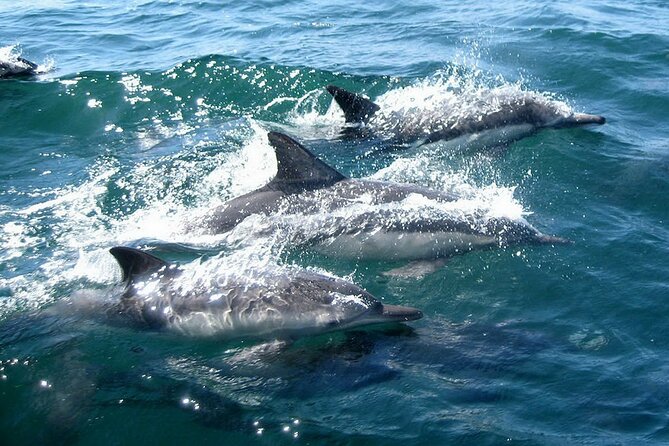 Dolphin Watching + 2 Islands Tour - From Faro - The changing Ria Formosa on the return