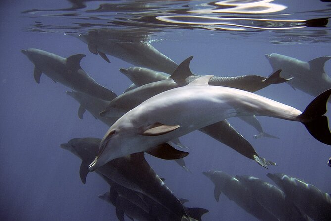 Dolphin Watching + 2 Islands Tour - From Faro - Boat size, comfort, and physical demands