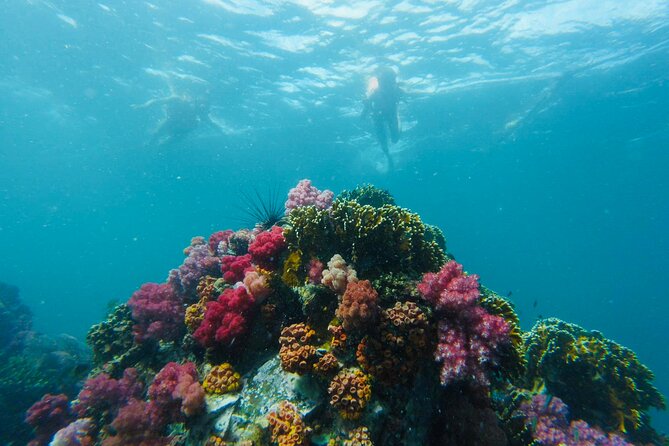 Experience the Koh Lipe Frontier in the Eastern Adang Archipelago - Koh Peung: colorful sea fans below the boat