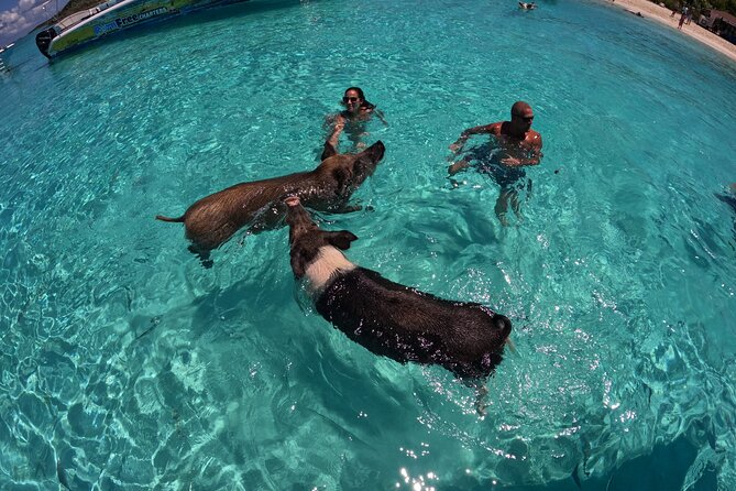 Exuma Island Hopping Swimming Pigs Tour with Lunch from Nassau - Compass Cay and the nurse sharks