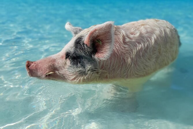 Exuma Island Hopping Swimming Pigs Tour with Lunch from Nassau - Big Major Cay and the famous swimming pigs