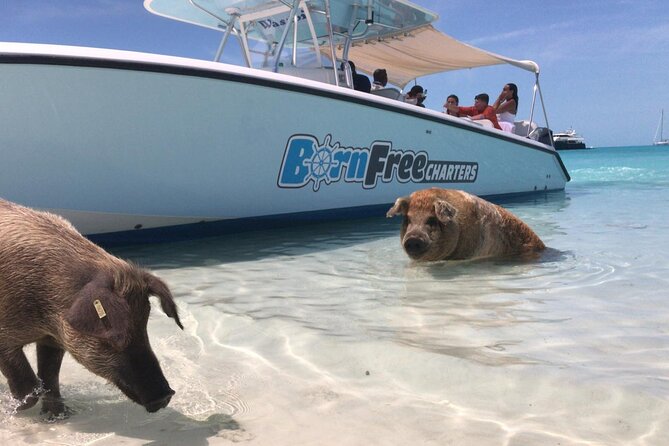 Exuma Island Hopping Swimming Pigs Tour with Lunch from Nassau - The final sandbar or beach stop