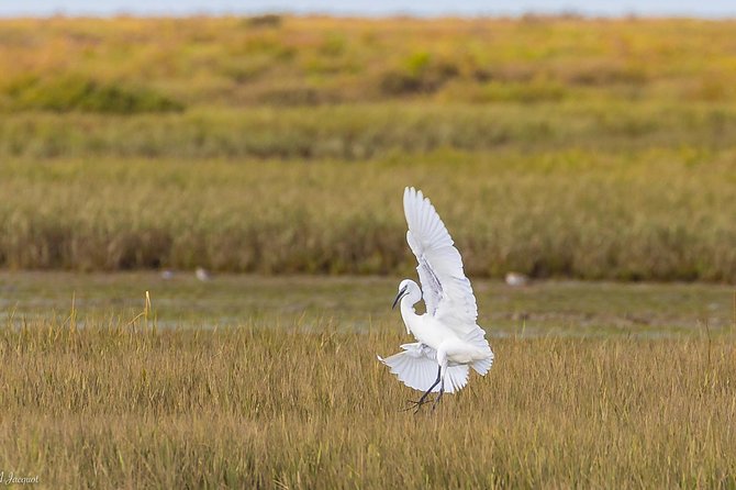 Faro - Ria Formosa tour with visit to 2 islands (Deserta, Farol) 3.5 hours - Who will enjoy this Faro excursion?