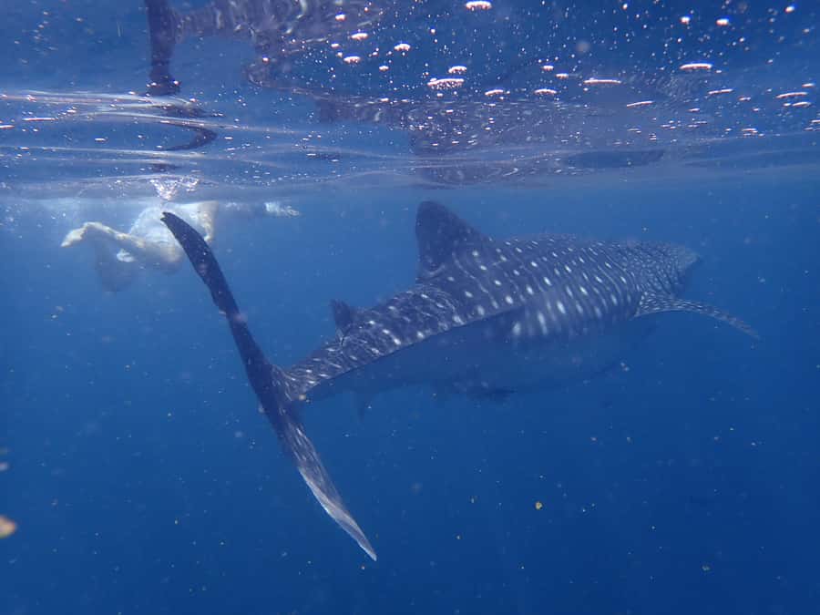 From Al-Seeb: Dimaniyat Islands Boat Trip with Snorkeling - Guides who make a difference