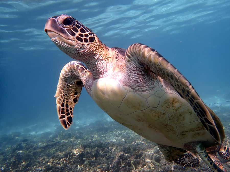 From Al-Seeb: Dimaniyat Islands Boat Trip with Snorkeling - Why the Dimaniyat Islands are worth your morning