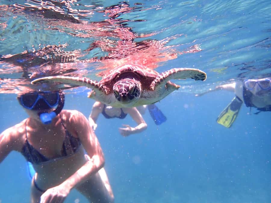 From Al-Seeb: Dimaniyat Islands Boat Trip with Snorkeling - Turtle City delivers the most dependable wildlife