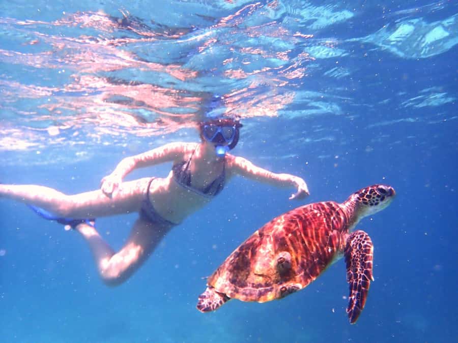 From Al-Seeb: Dimaniyat Islands Boat Trip with Snorkeling - Black Tip is where luck enters the picture