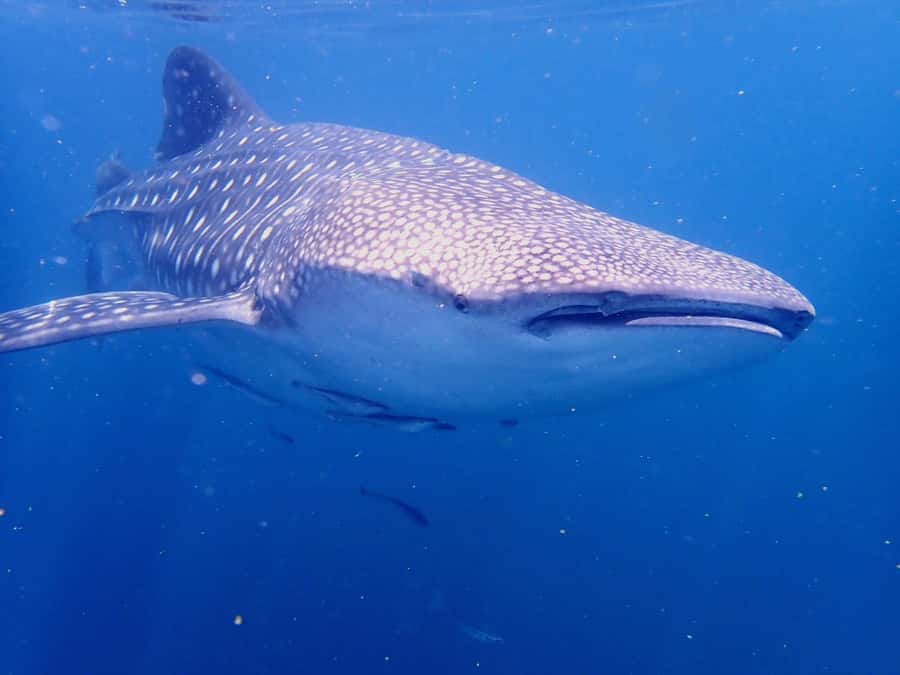 From Al-Seeb: Dimaniyat Islands Boat Trip with Snorkeling - Food, shade, and the small comforts that matter