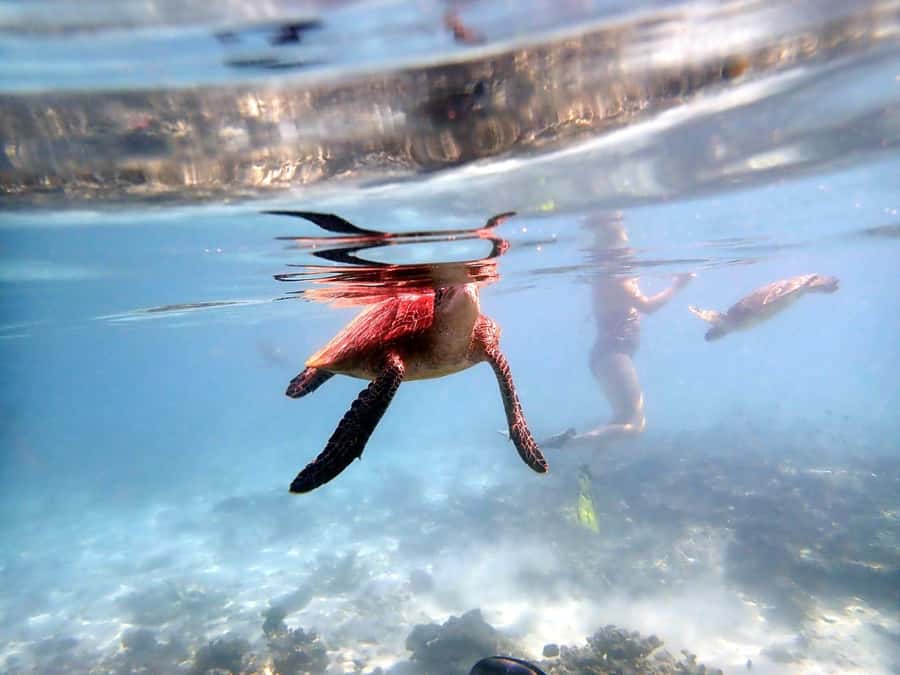From Al-Seeb: Dimaniyat Islands Boat Trip with Snorkeling - Starting beside the Al-Seeb fish market