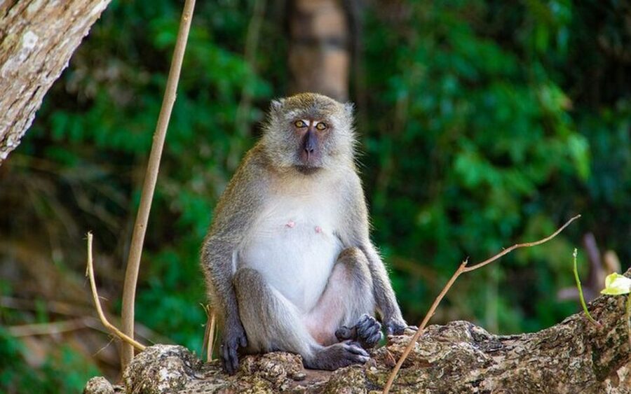 From Ao Nang: Phi Phi Islands Day Tour by Boat with Lunch - What this Phi Phi day trip is really like