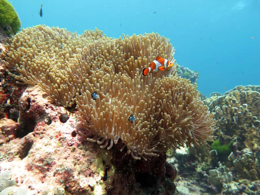 From Ao Nang: Similan Islands Boat Trip with Transfer & Food - Practical packing advice for a 12-hour day