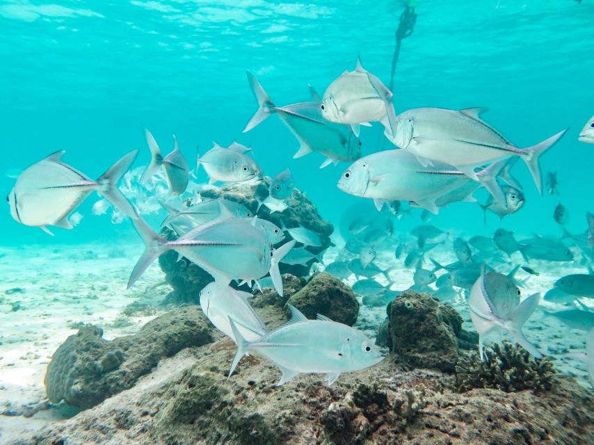 From Ao Nang: Similan Islands Boat Trip with Transfer & Food - Is $167 a fair price from Ao Nang?