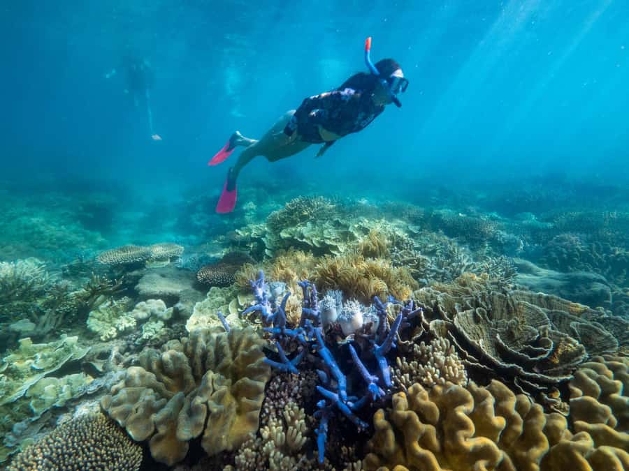 From Cairns: 2 Islands 1 day - Fitzroy & Green Islands - Lunch At Fitzroy Or Green Island