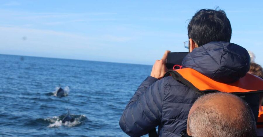 From Faro: Dolphin Watching & 2 Islands Tour - Key points to know before you book