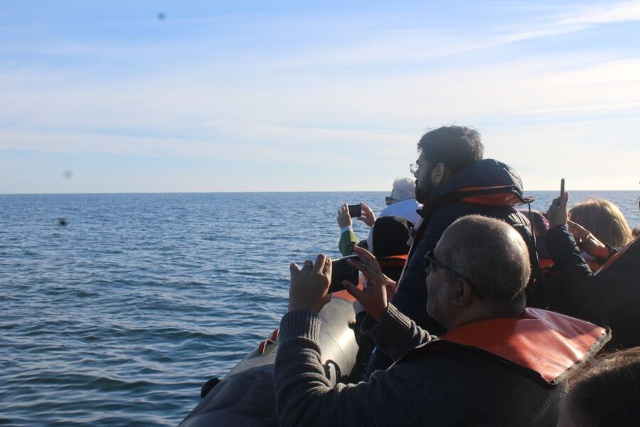 From Faro: Dolphin Watching & 2 Islands Tour - Starting at Cais da Porta Nova in Faro
