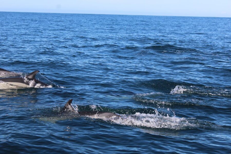 From Faro: Dolphin Watching & 2 Islands Tour - The open-ocean search for dolphins