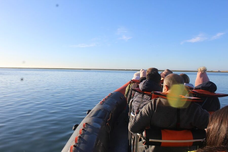 From Faro: Dolphin Watching & 2 Islands Tour - Ilha do Farol and its small lighthouse village