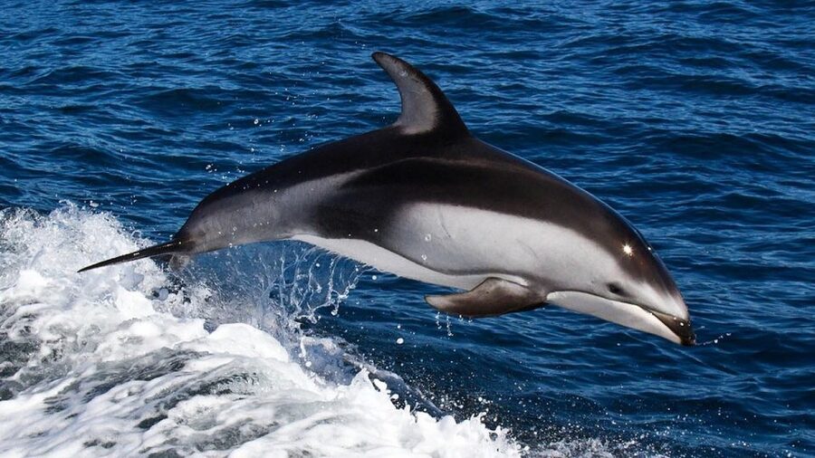 From Faro: Dolphin Watching & 2 Islands Tour - A return through changing tidal scenery
