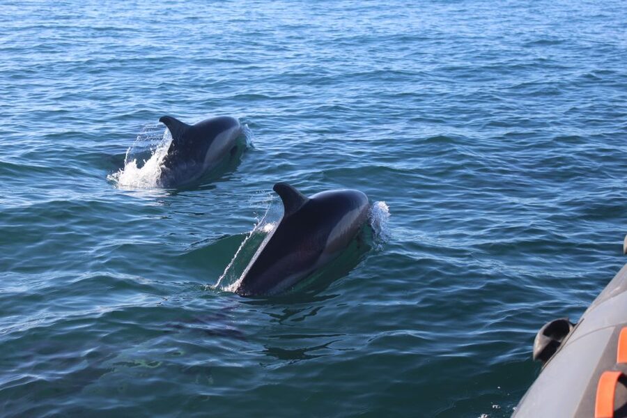 From Faro: Dolphin Watching & 2 Islands Tour - What the $70 price gets you