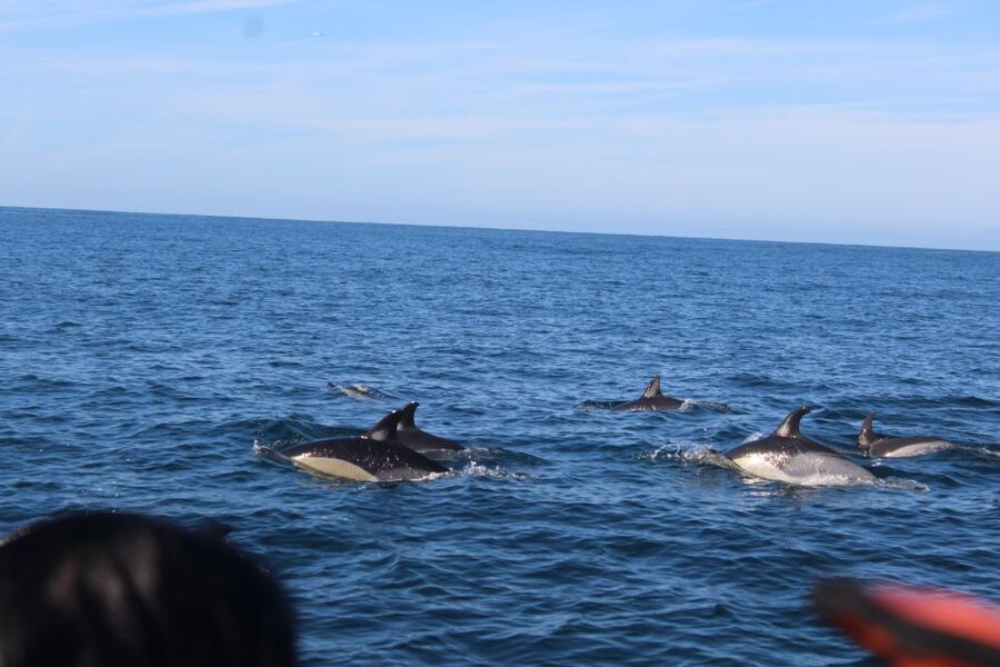 From Faro: Dolphin Watching & 2 Islands Tour - Weather, cancellations, and practical limits