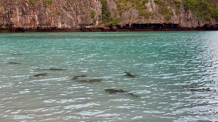 From Krabi: Phi Phi Early Bird & 4 Islands by Speedboat - Is $85 good value for a nine-hour day?