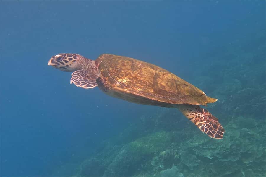 From Labuan Bajo: Komodo Dragons and Island Hop with All Fee - One long day from Labuan Bajo