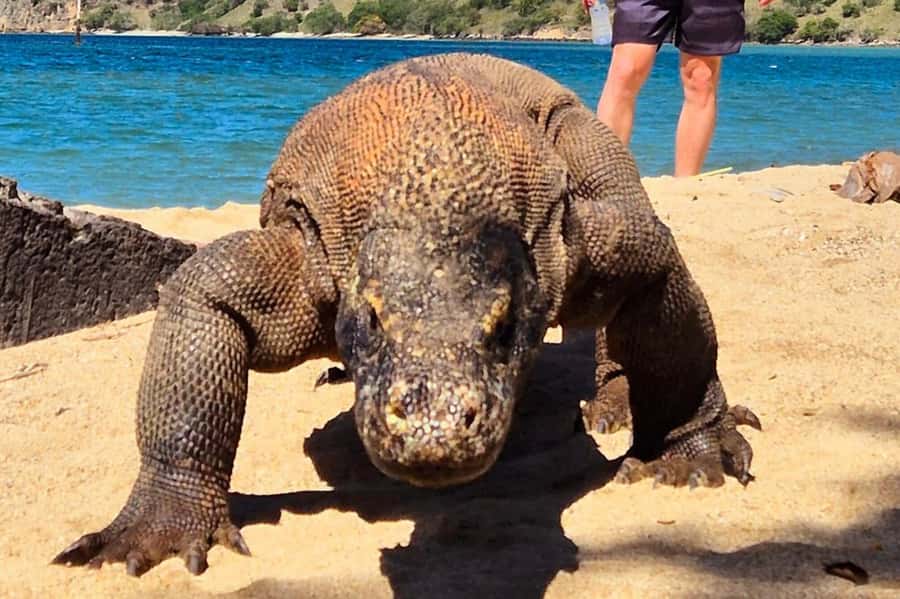 From Labuan Bajo: Komodo Dragons and Island Hop with All Fee - Pink Beach: beautiful sand, limited time