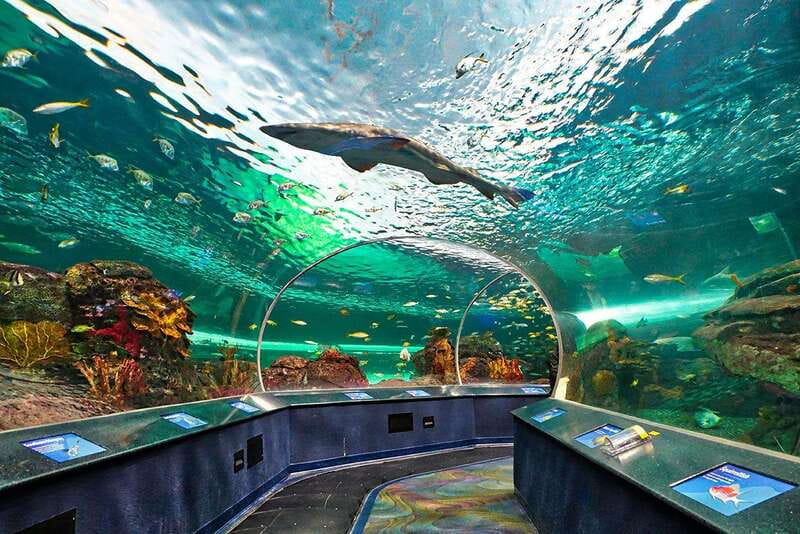 From Montreal: Toronto, Niagara Falls & 1000 Islands Tour - Toronto’s CN Tower and Ripley’s Aquarium