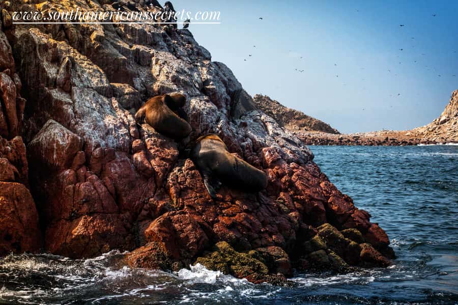 From Paracas: Ballestas Islands tour all Inclusive - Who will enjoy this tour most?