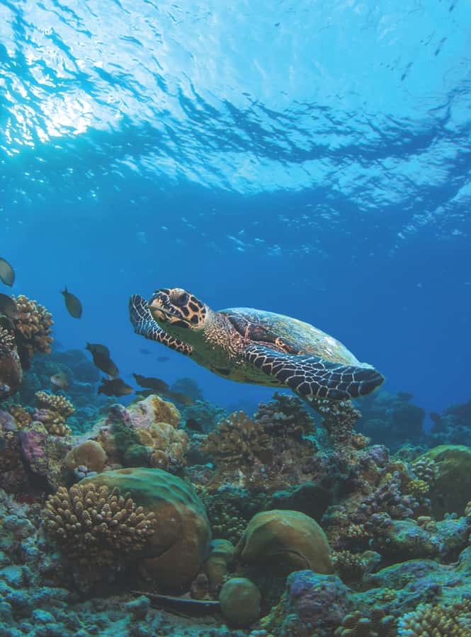 From Phuket or Khaolak : Similan Islands Day Trip - The early pickup and Love Andaman pier