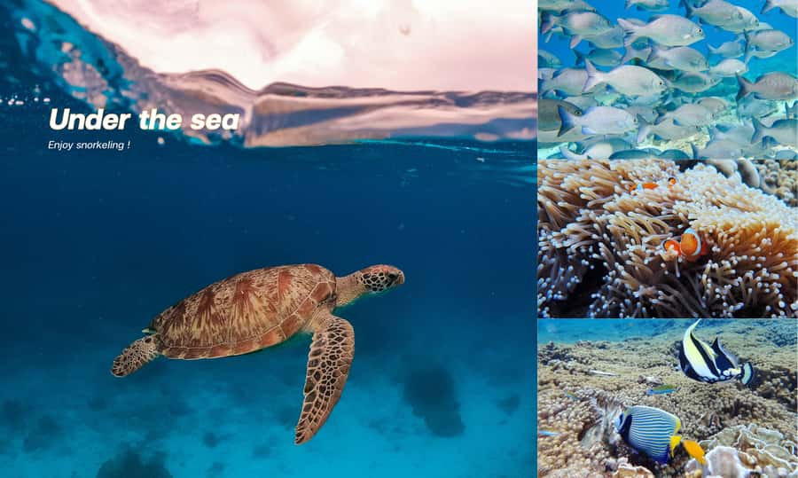 From Phuket or Khaolak : Similan Islands Day Trip - What the $99 price really covers