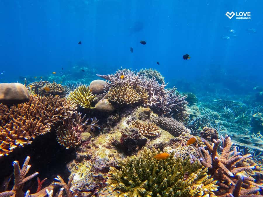 From Phuket or Khaolak: Surin Islands Day Trip - First Water Stop: Nemo or Pineapple Gulf