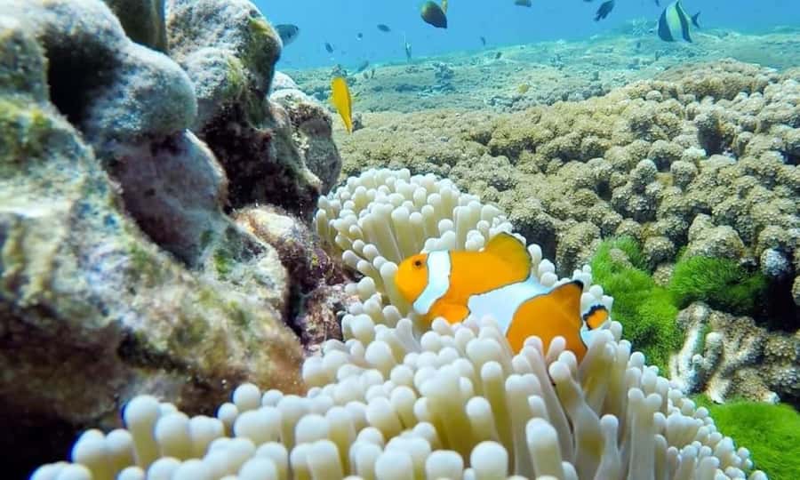 From Phuket: Similan Islands Day Trip - Snorkeling at Payu Island and Bangu Island