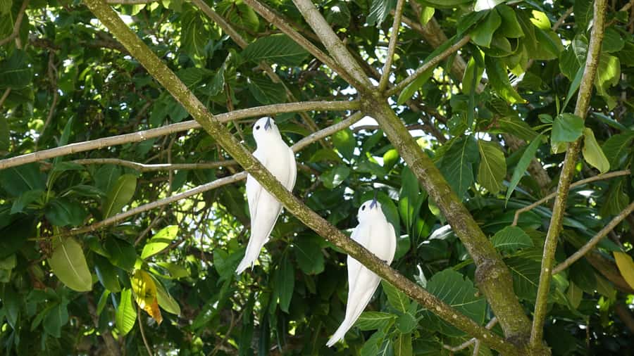From Praslin: Cousin, Curieuse & St Pierre Islands Day Tour - What this Praslin day trip actually includes