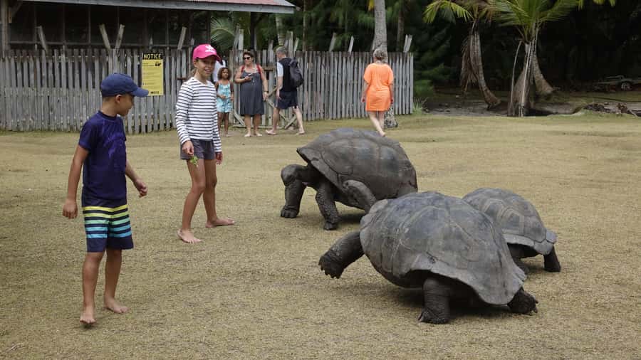 From Praslin: Cousin, Curieuse & St Pierre Islands Day Tour - Cousin Island: birds, wetlands, and a serious nature walk