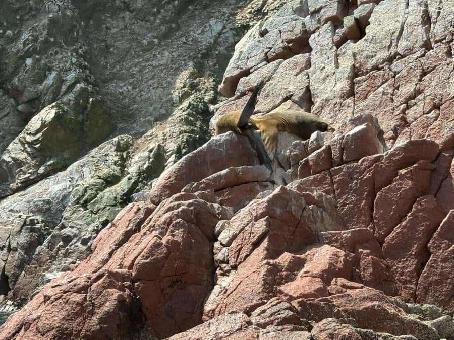 From San Martin Port: Ballestas Islands Tour in Paracas - Who will get the most from this Ballestas Islands trip?