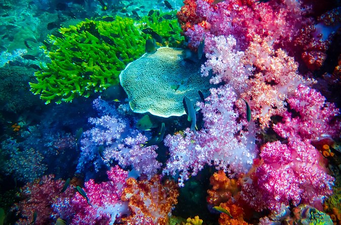 Full-Day Koh Lipe 7 Islands Snorkeling Experience with Lunch - Ao Ling lunch and the monkey stop