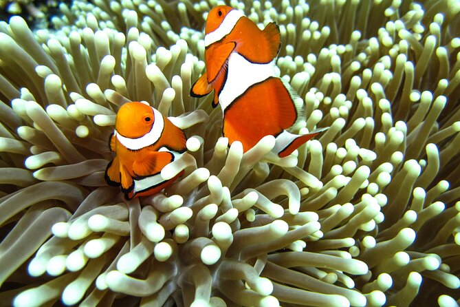 Full-Day Koh Lipe 7 Islands Snorkeling Experience with Lunch - What the $27.58 price really gives you