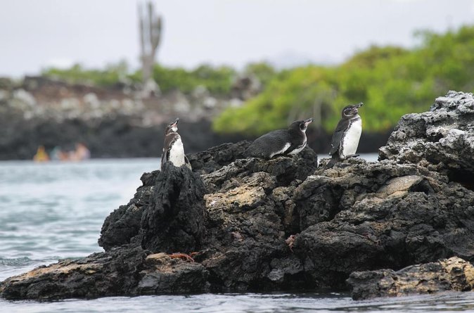Galapagos Intensive 5 days, land base (3Islands) Excludes galapagos flight - Five things to know before booking