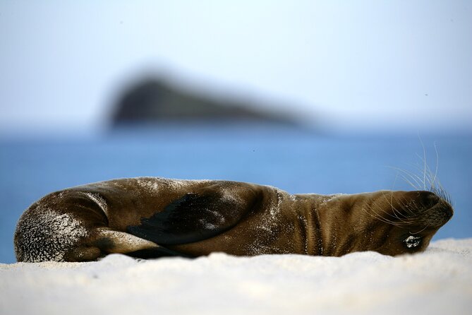 Galapagos Intensive 5 days, land base (3Islands) Excludes galapagos flight - Day 1: Giant tortoises at El Chato